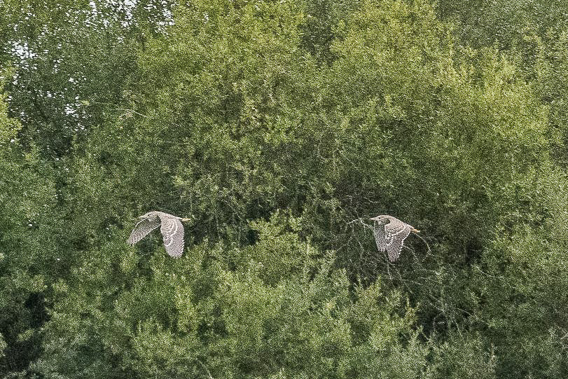 Bihoreaux gris juvéniles en vol (Black-capped Night Heron, Nycticorax nycticorax), Dépôt 54 de la Réserve Naturelle de Mont-Bernanchon, Hauts de France